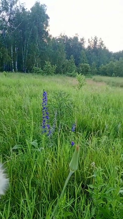 матушка земля ️🌱 #nature #chill #природа #amor #travel #music - YouTube