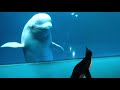 Wellington meets the belugas