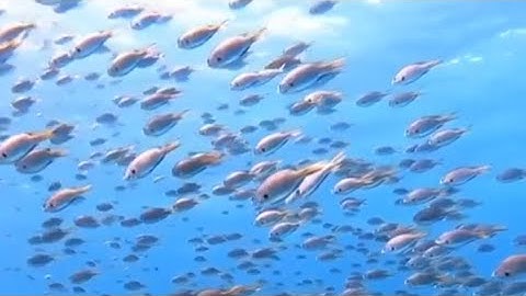 دعاء من القرآن الكريم، ربنا عليك توكلنا وإليك أنبنا وإليك المصير بصوت 3 قراء
