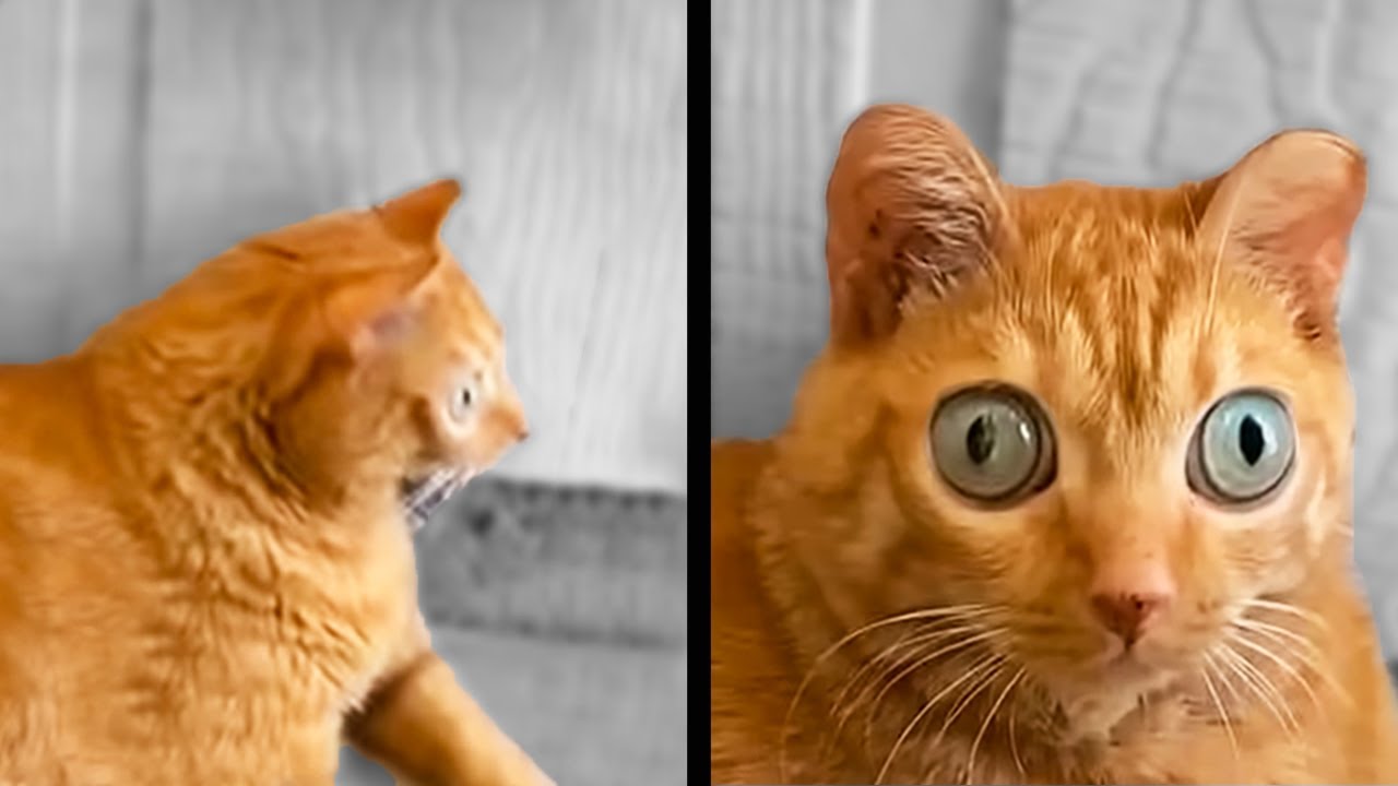 Cat is Surprised to See You