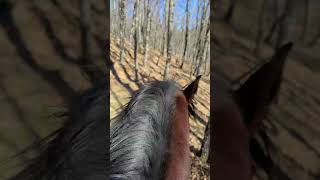 ¿Os daría miedo galopar entre árboles? 🌴 🏇