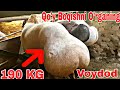 190 KG QO'Y BOQISH MANA BUNDOQ BO'LADI