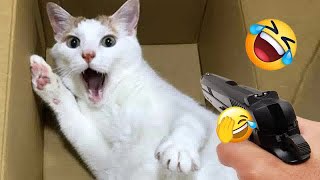 Best Funny Animals 2024Funniest Dogs and Cats part 2