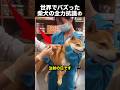 「聞いてないよ!」柴犬の全力抗議!