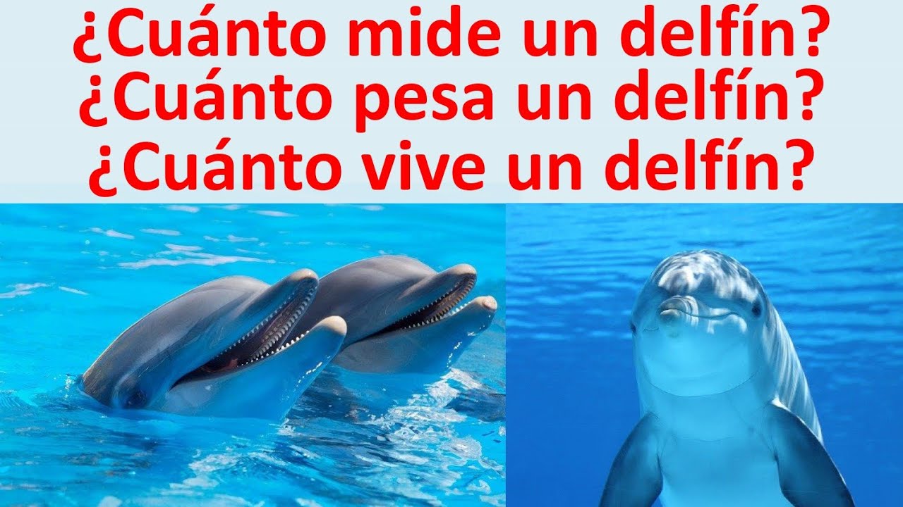 Cuanto mide un delfin. Cuanto pesa un delfin. Cuanto vive un delfin YouTube Cuanto mide un delfin. Cuanto pesa un delfin. Cuanto vive un delfin YouTube
