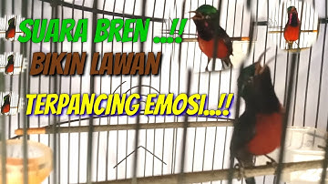 Suara konin gacor pendongkrak alami emosi birahi ||Cocok buat pancingan konin lesu kurang gacor