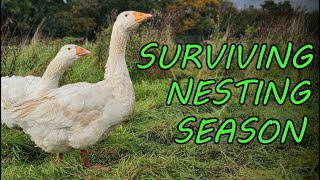 Angry Geese are GUARDING their Nest and Lambing, Market Garden Update