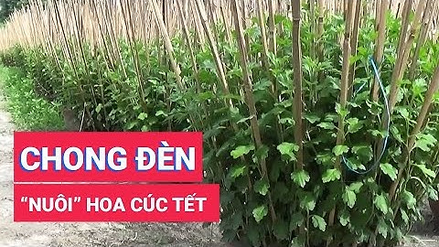 Chong đèn "nuôi" hoa cúc Tết