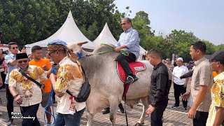 LELANG SAPI PERTAMA DI KONTES APPSI TERJUAL 250jt 🔥