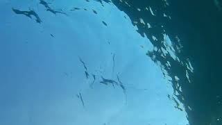 Underwater footage (just the strikes) of Spring Salmon/Trout fishing out of Algoma, WI.