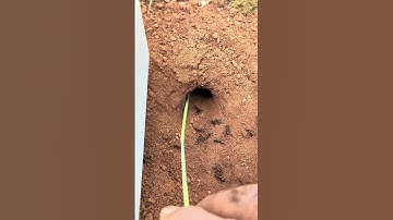 Skills centipede VS Clever ants