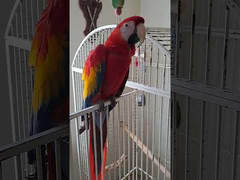 Video: Apakah burung macaw merah keras?