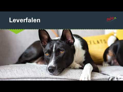 Video: Acuut Leverfalen Bij Honden - Acuut Leverfalen Bij Honden