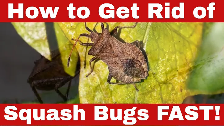 Squash the Bugs: How to Get Rid of Squash Bugs FAST!
