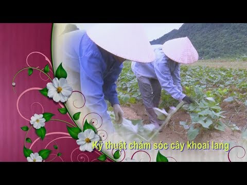 Video Kỹ thuật trồng khoai lang lấy củ - youtube