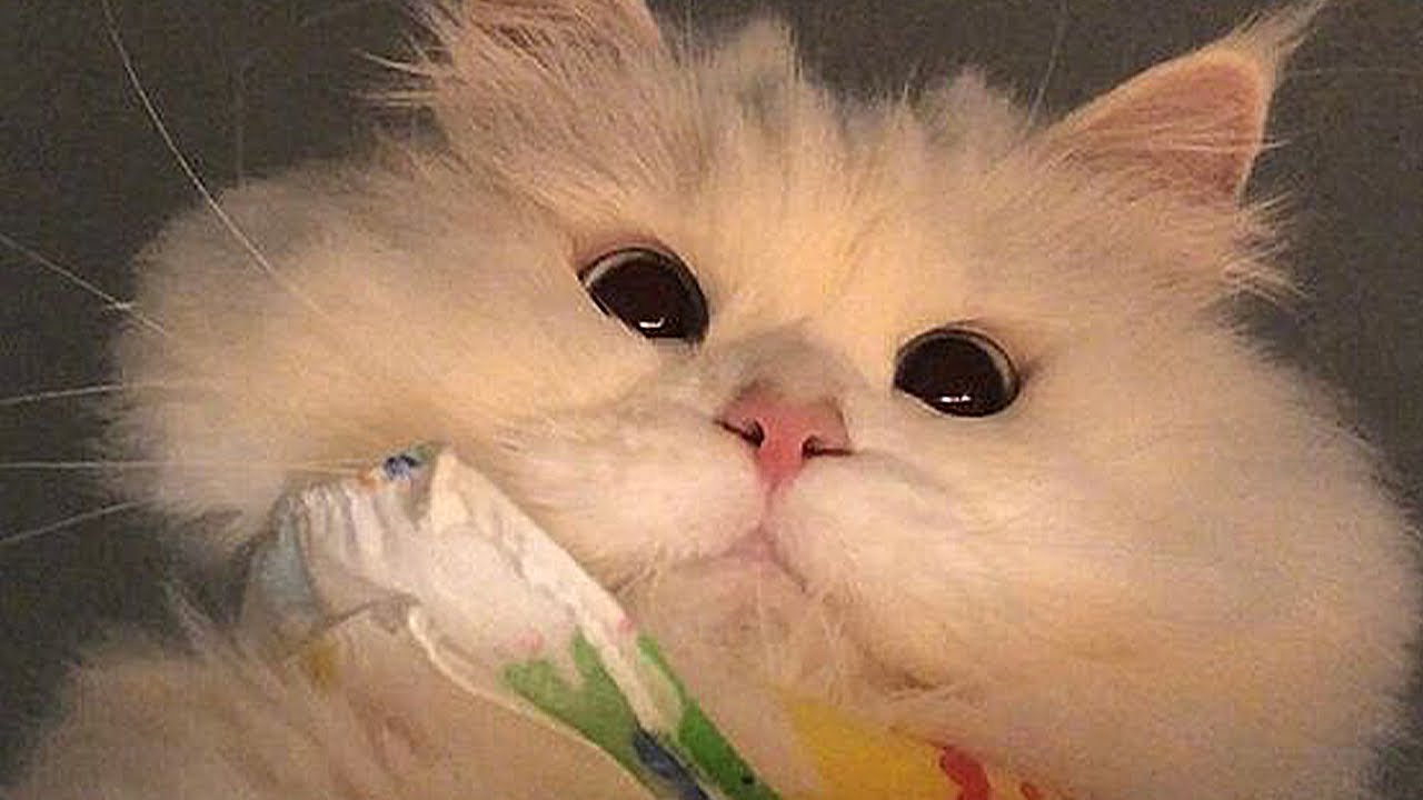 adorable animals make your day better - YouTube