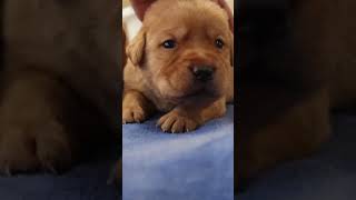 Now THAT is a head rub!! 🥰 #puppy #dog #labrador #pets #doglover #lifewithlabradors