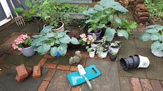 26 Free & Budget Garden Tips