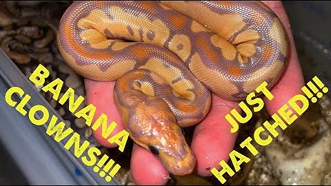 NEW BALL PYTHON BABIES JUST HATCHED! BANANA CLOWNS + ALBINO PARADOX???