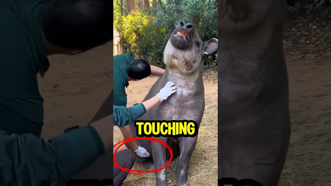 This Tapir just GLITCHED out! 😲