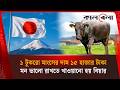 জাপানের ১ কেজি মাংসের দামে বাংলাদেশে পাওয়া যাবে আস্ত গরু | Wagyu Beef | Japan | Kalbela News