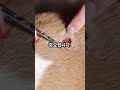 강아지 피부병 재발 방지 꿀팁! #동물병원 #강아지 #강아지피부병 #강아지병원