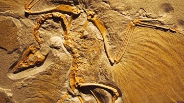 Debunking Transitional Fossils: Archaeopteryx & Tiktaalik