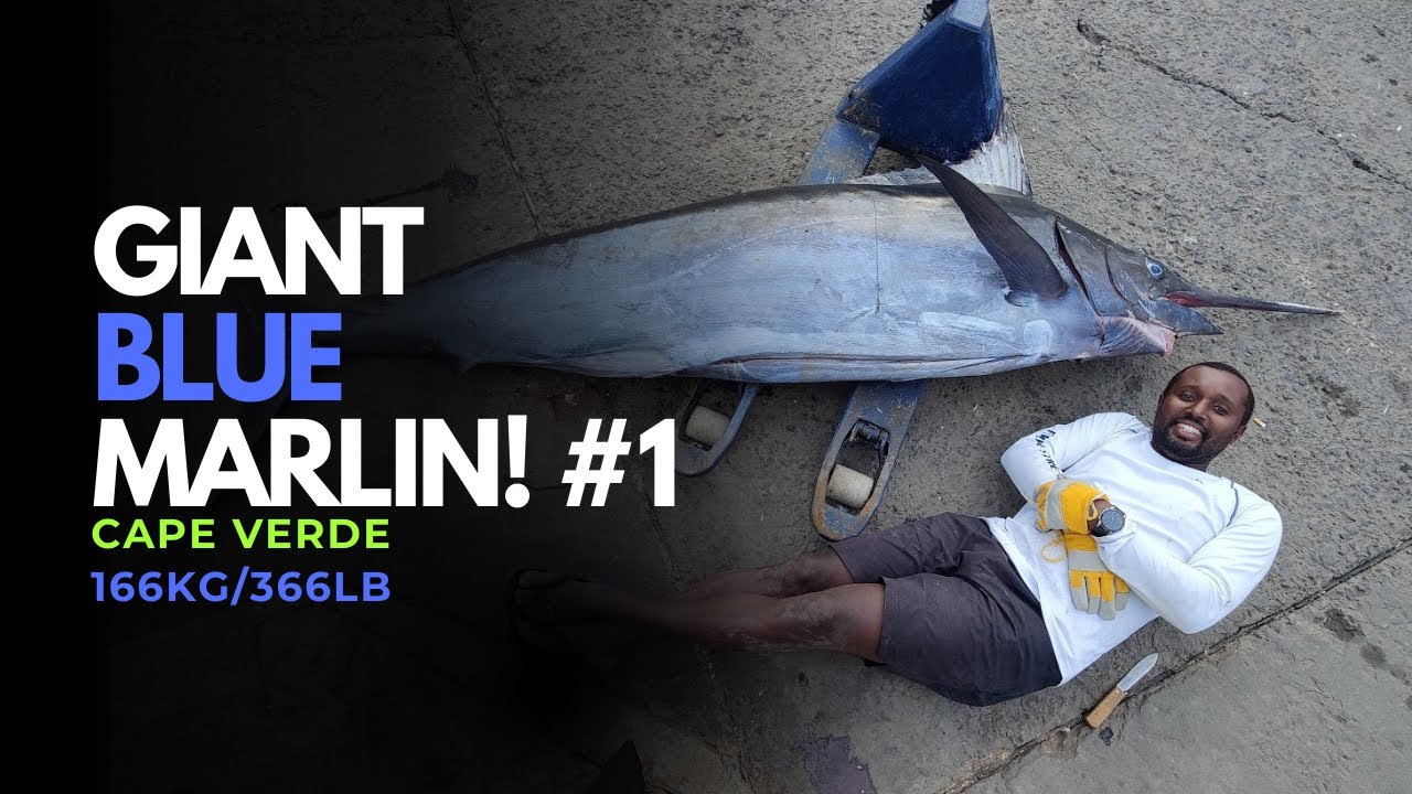 166kg Blue Marlin Cape Verde