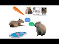 Капибара capybara