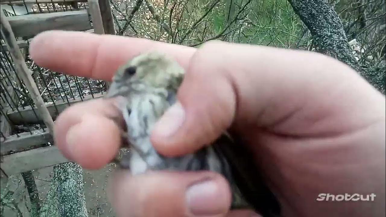 Ловля певчие видео. Ловля певчие видео