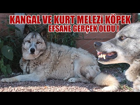 Video: Köpekler İçin Sağlıksız Ne Kadar Tuz Var?