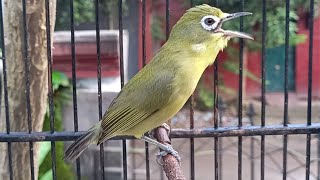 Pleci Lombok Untuk Pancingan Malas Bunyi Terbaik I kecial kuning