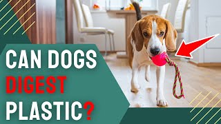 Can Dogs Digest Plastic? The Shocking Reality Uncovered! by Charming Pet Guru Official 23 views 2 months ago 11 minutes, 29 seconds