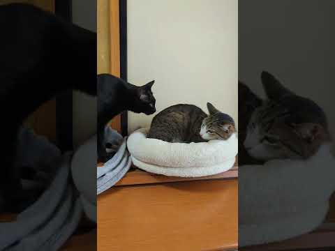 猫の出会い - cats meet each other - #Shorts