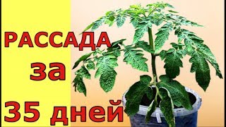 Выращивание рассады помидоров до ЦВЕТОЧНОЙ КИСТИ за 35 дней