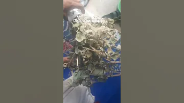 Qoricha Nama Sihiri Qabu Fi Sheyxani Mokore Dawa Dha Duet Sharo 