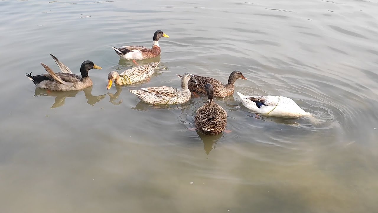 How The Duck Is Swimming To Eat Food How Animals Eat Their Food YouTube How the duck is swimming to eat food how animals eat their food youtube