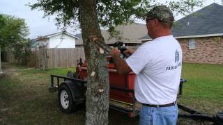 Taylor Tree Co. Arborist is correcting a young Live Oak, Pass Christian, MS