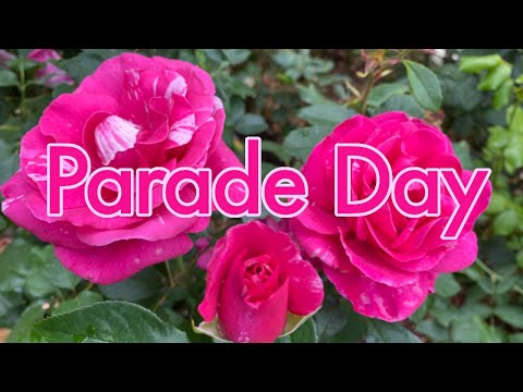 וִידֵאוֹ: Parade Rose Care: How To Grow Roses Parade In The Garden