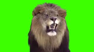 LION GREEN SCREEN EFFECT