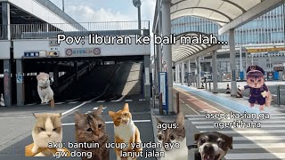 Pov Liburan Ke Bali Malah...3 Meme Kucing