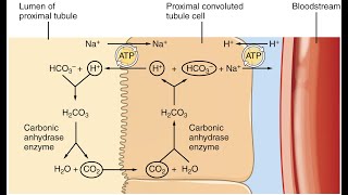 Reabsorption through proximal convulated tubule ( Part 2 ) _ Guyton : Chap # 28