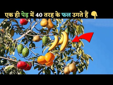 वीडियो: ओहियो में किस तरह के फलों के पेड़ उगते हैं?