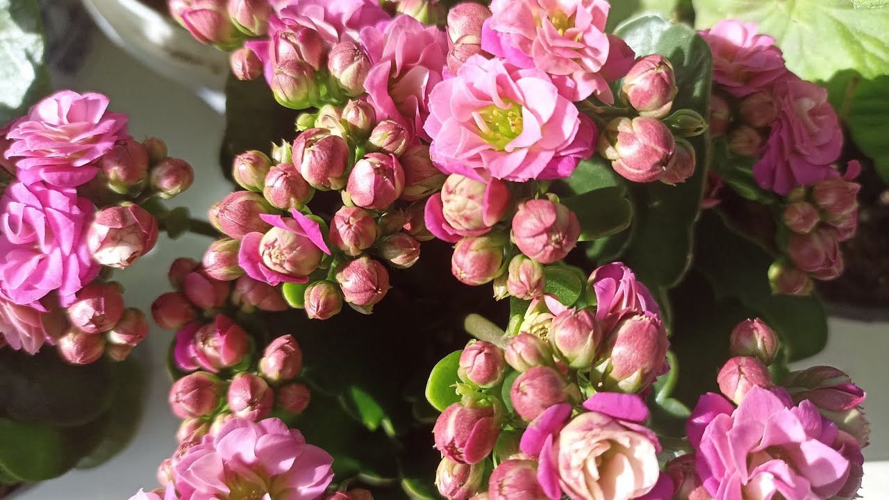 Sukulent satışta olanlar ‼️ milliler açmaya başladı😍