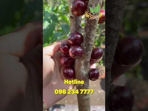 Video Cây Nho thân gỗ đỏ 12 vụ trái đỏ mang lại may mắn cả... - youtube