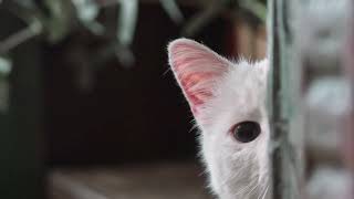 True Love By Silent Partner But With Cats