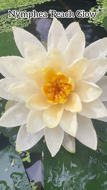Nymphea ‘Peach Glow’ #nymphaea #aquatic #flowers #fleurs #nenuphar #plants #bassin #perennial