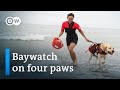 Italy's rescue dogs - How man's best friend saves lives | DW Documentary