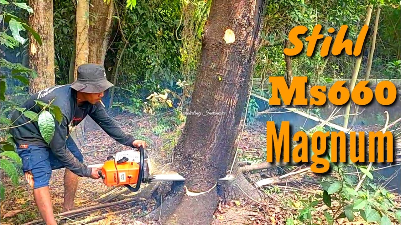 Sweat Dripping Cutting Joar Trees With Chainsaw STIHL Ms660 Magnum sweat-dripping-cutting-joar-trees-with-chainsaw-stihl-ms660-magnum