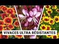 8 plantes vivaces faciles  longue floraison